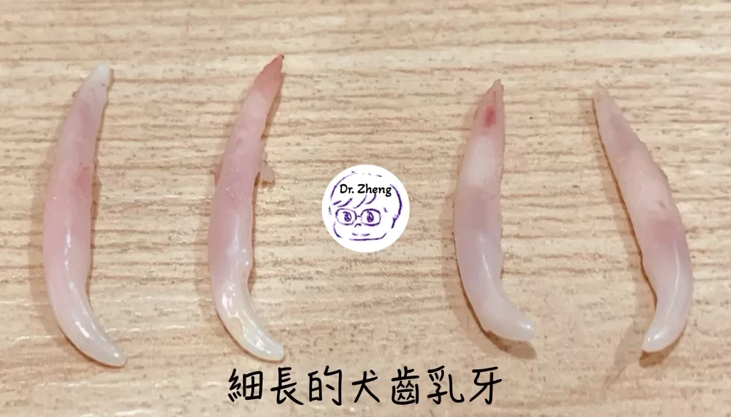 犬齒乳牙拔除後排列在木桌上,可見牙根細長尖銳