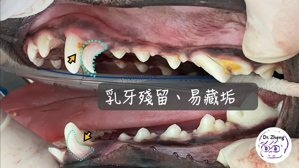 柴犬上下顎犬齒乳牙遲滯,與恆齒並存形成雙排牙,易卡食物引發牙周病
