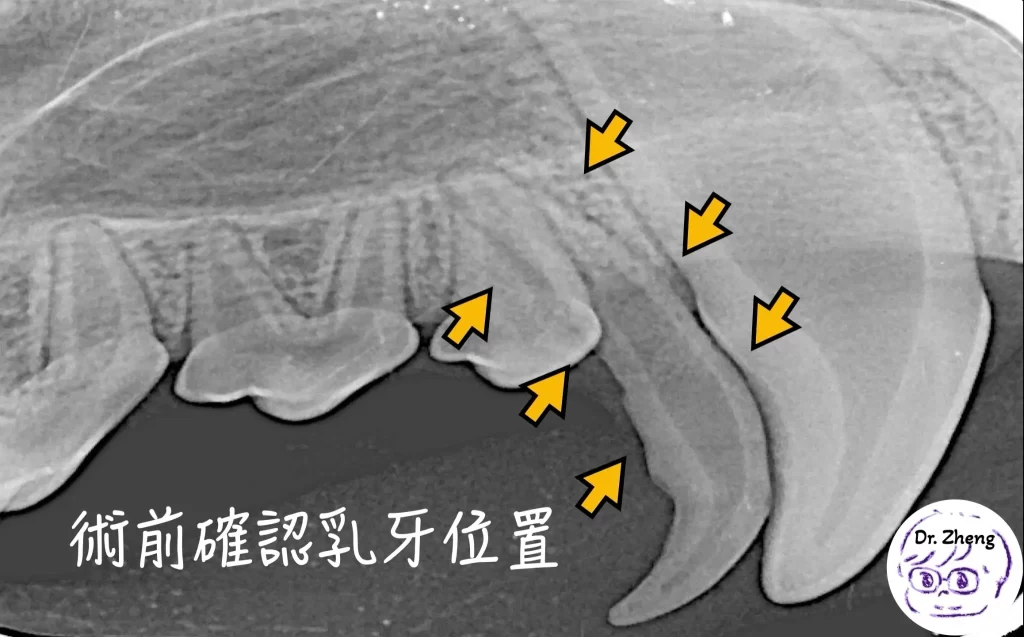 術前牙科X光顯示柴犬口腔中犬齒乳牙遲滯,箭頭標示乳牙牙根位置