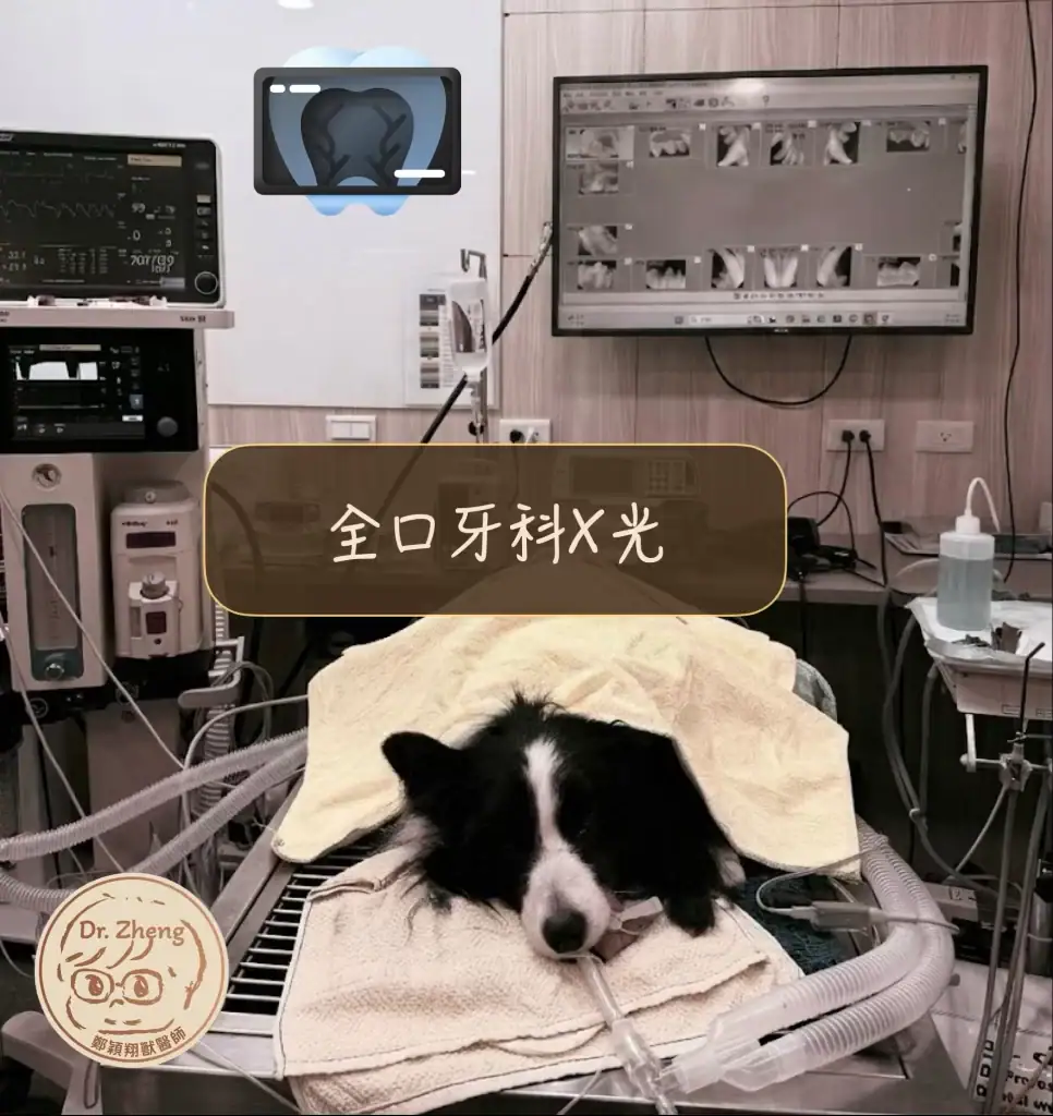 在全身麻醉狀態下進行全口牙科X光拍攝，是獸醫牙科COHAT（全口口腔健康評估與治療）流程中的關鍵步驟。牙科X光能幫助獸醫師檢查牙根、齒槽骨與牙周狀況，發現肉眼看不到的牙齒病灶。 ​