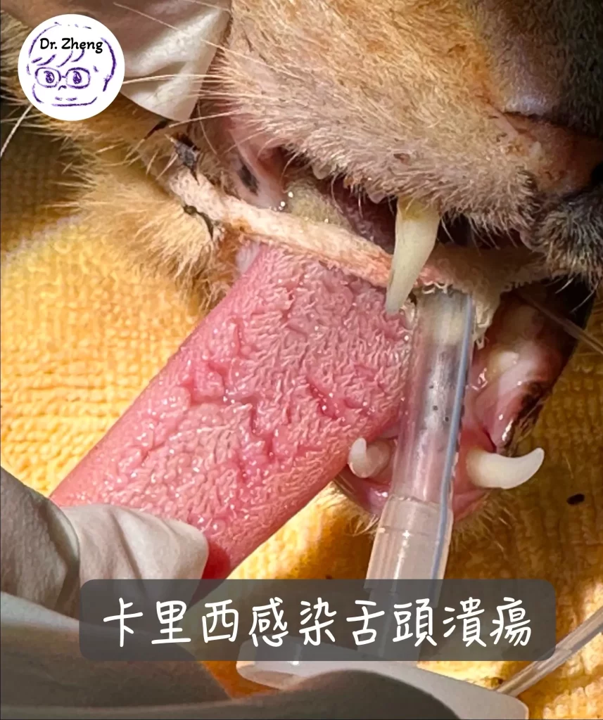 貓卡里西病毒造成舌頭潰瘍，呈現鋸齒狀紅腫與表面糜爛，為典型臨床表現之一