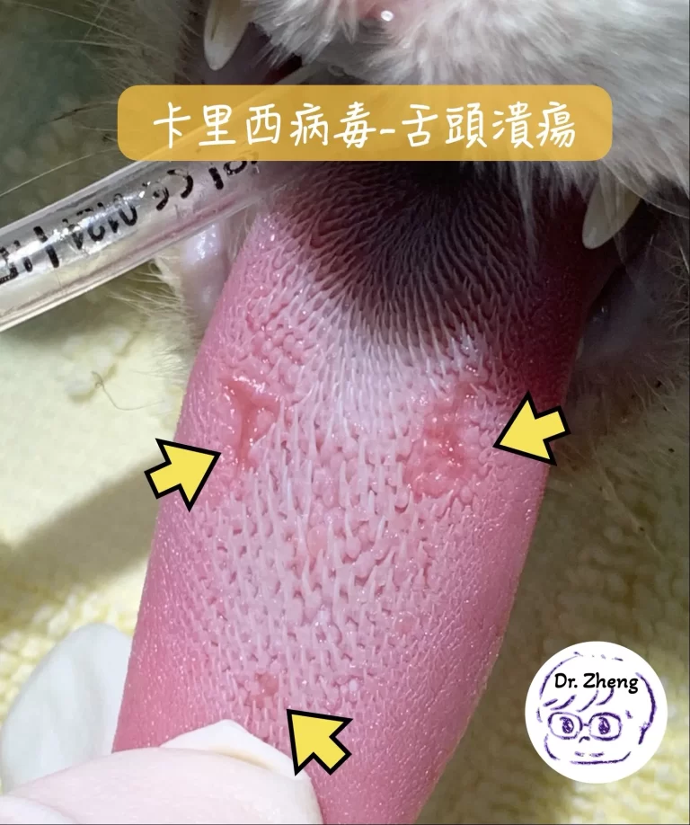 貓咪感染卡里西病毒後，舌頭上出現多處潰瘍與紅腫病灶，須由獸醫評估治療