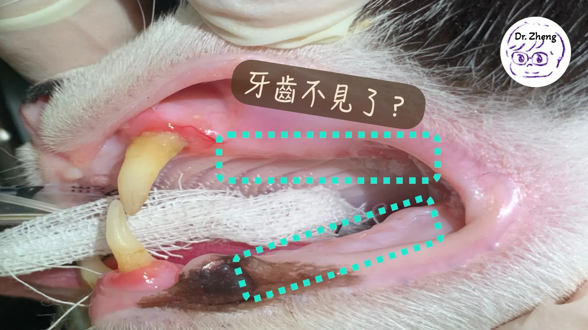 病例檔案：5歲母貓的後口牙齒都不見了？