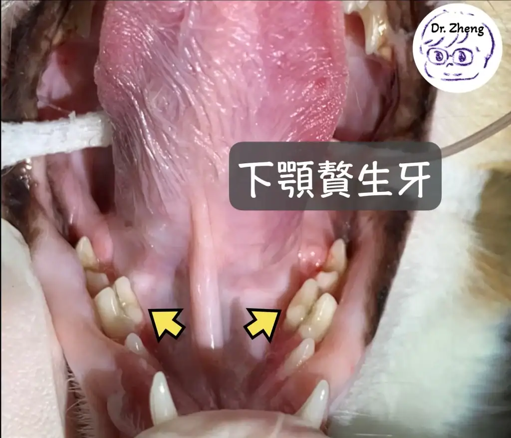 貓咪贅生牙