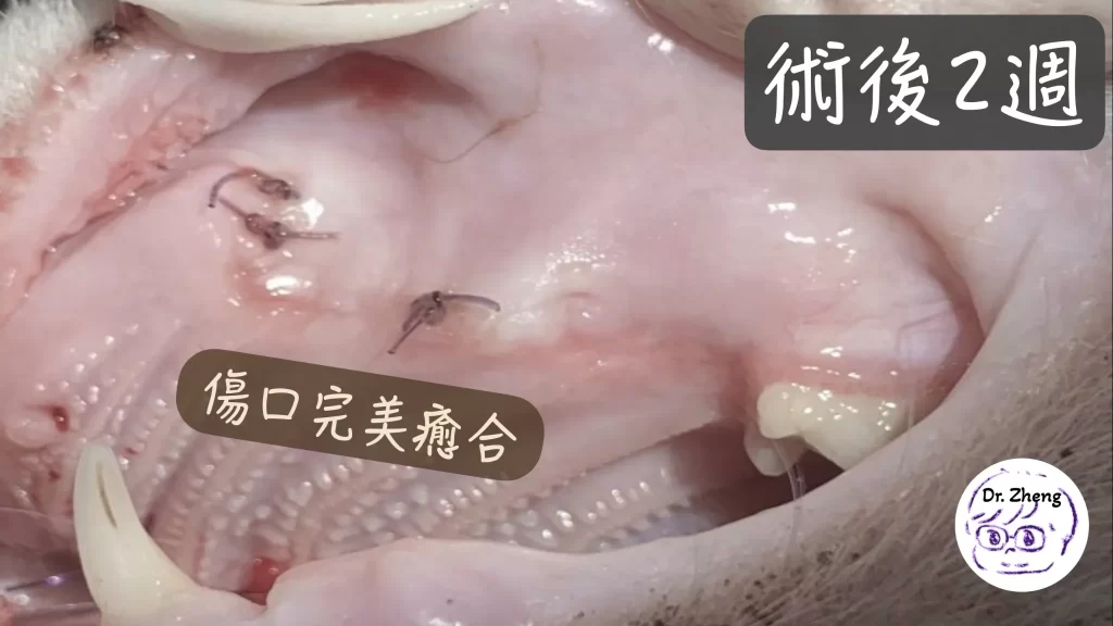 貓咪牙科手術後2週，傷口癒合良好