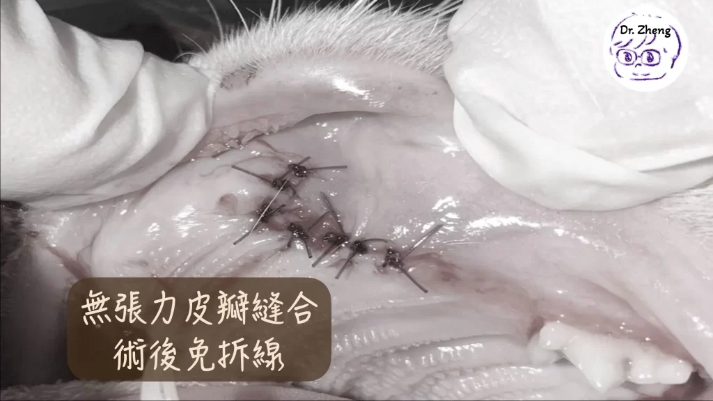 貓咪口腔犬齒傷口進行無張力皮瓣縫合，使用可吸收縫線