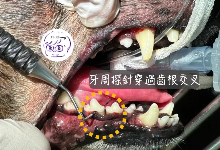 臘腸犬牙周探針檢查，探針穿過下顎前臼齒，確認F3等級齒根交叉病變