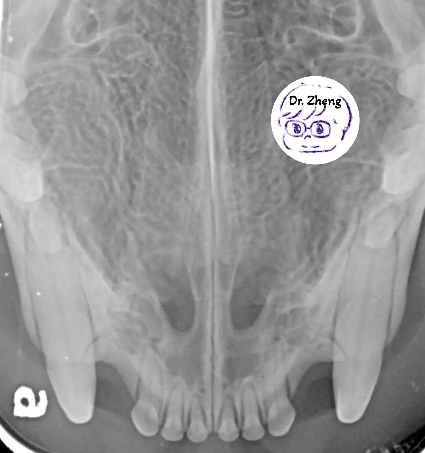 貓咪上顎x光，包含門齒和犬齒