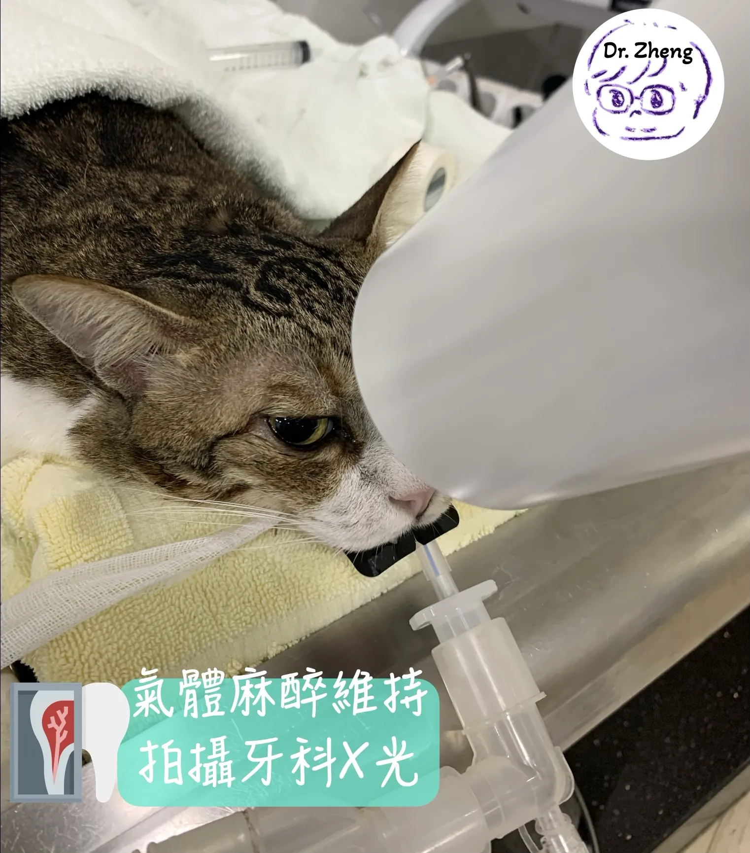 貓咪在氣體麻醉維持下，進行牙科X光拍攝，上顎牙齒定位中。