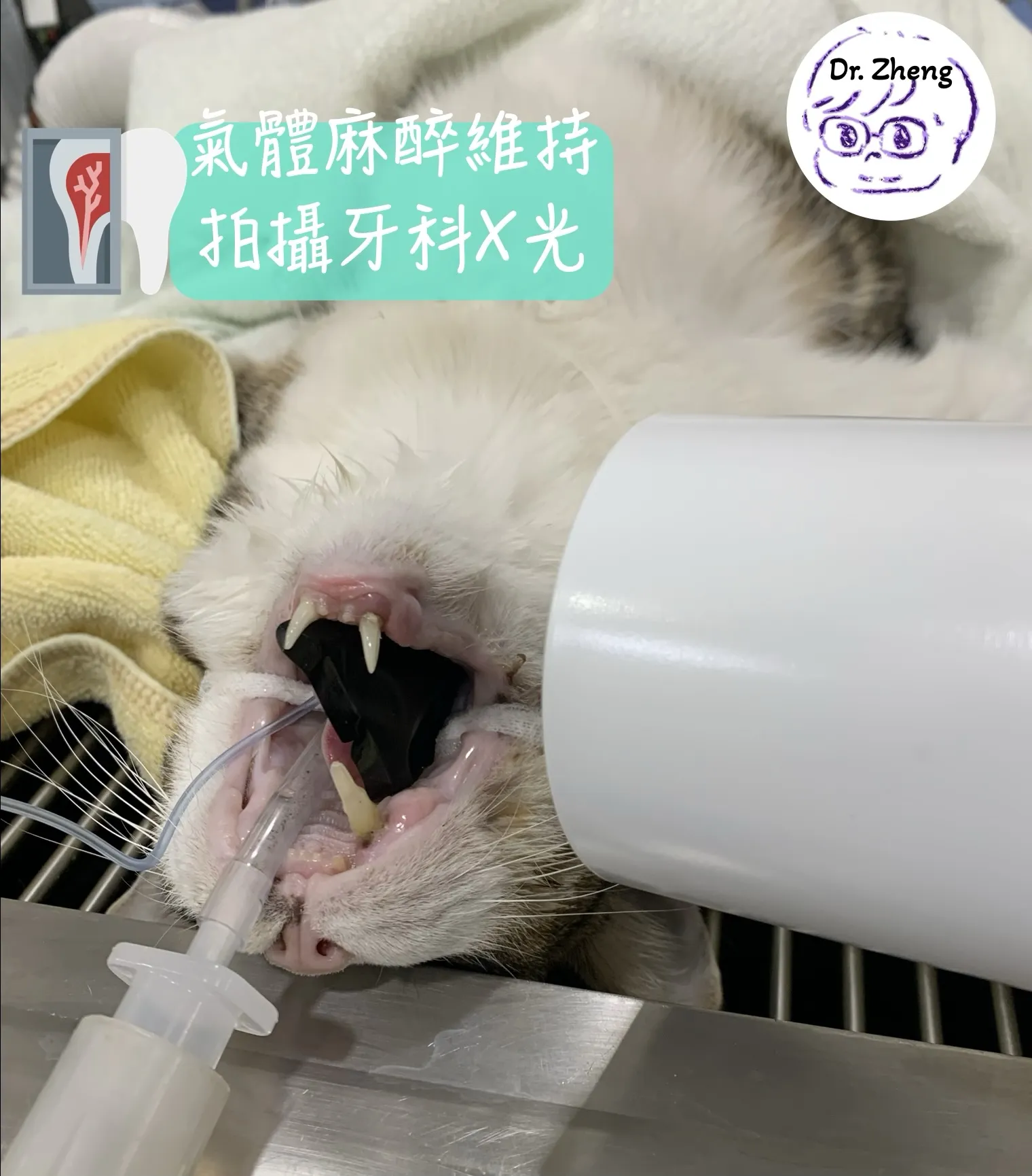 貓咪在氣體麻醉維持下，進行牙科X光拍攝，下顎牙齒定位中。