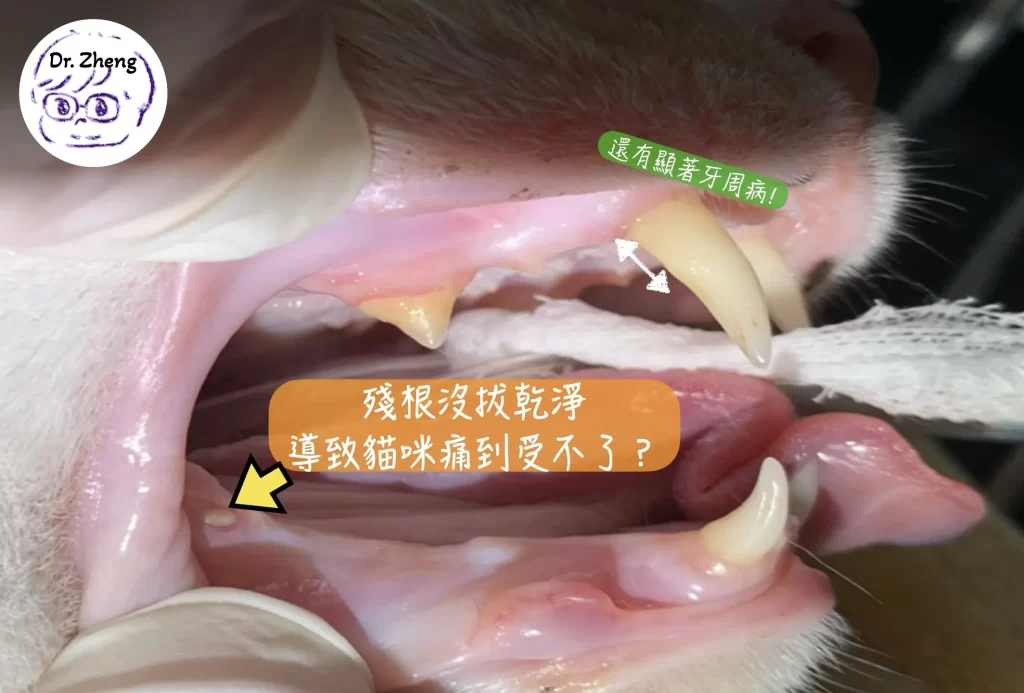 貓咪齒吸收殘根未拔乾淨導致持續疼痛