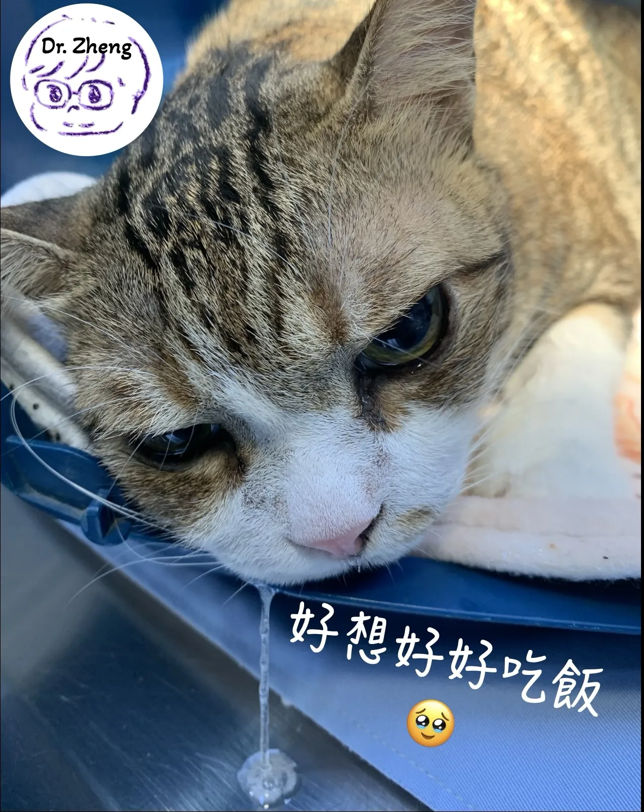 本貓目前最大心願是可以好好吃個飯