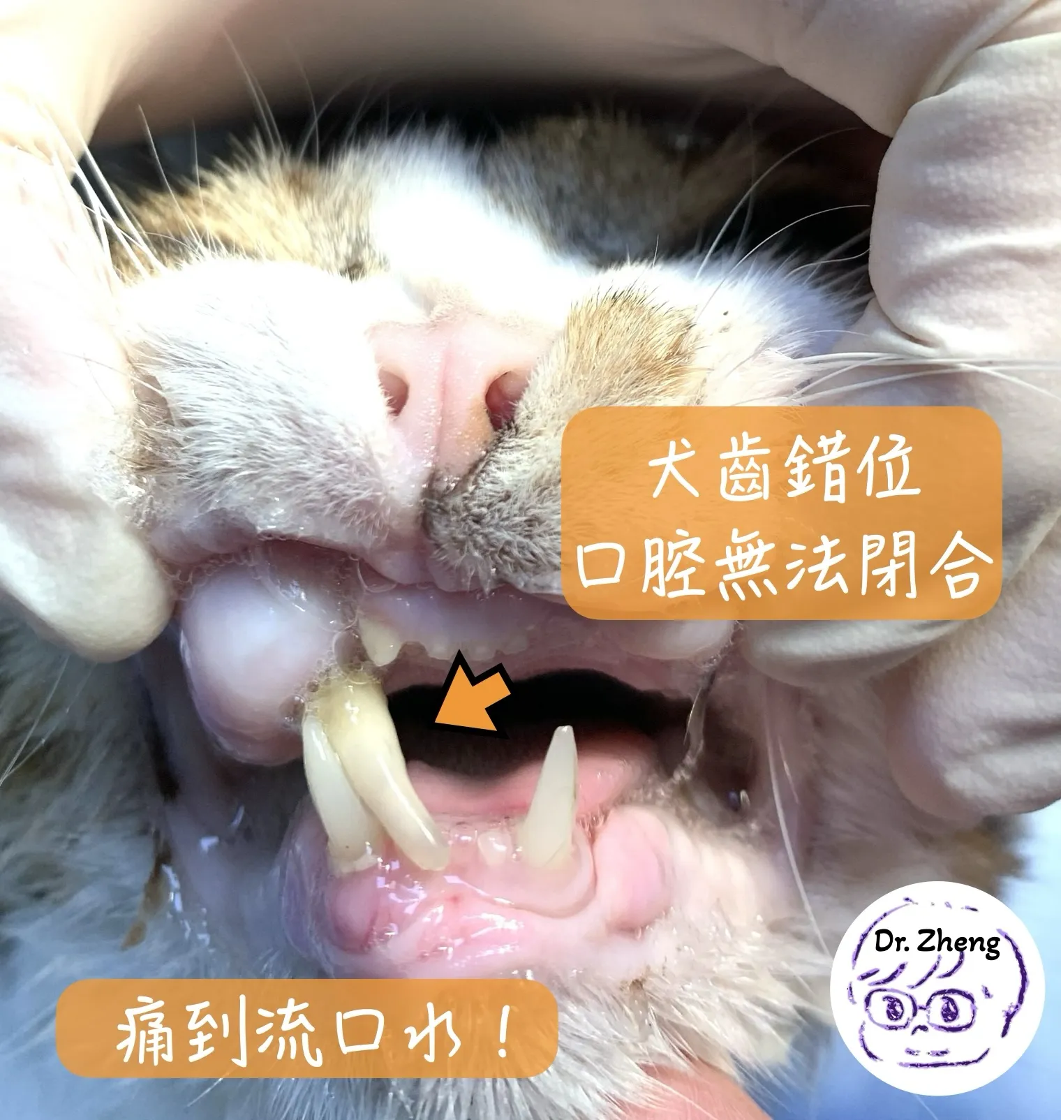 米克斯貓咪因為上顎犬齒錯位而無法讓嘴巴閉合
