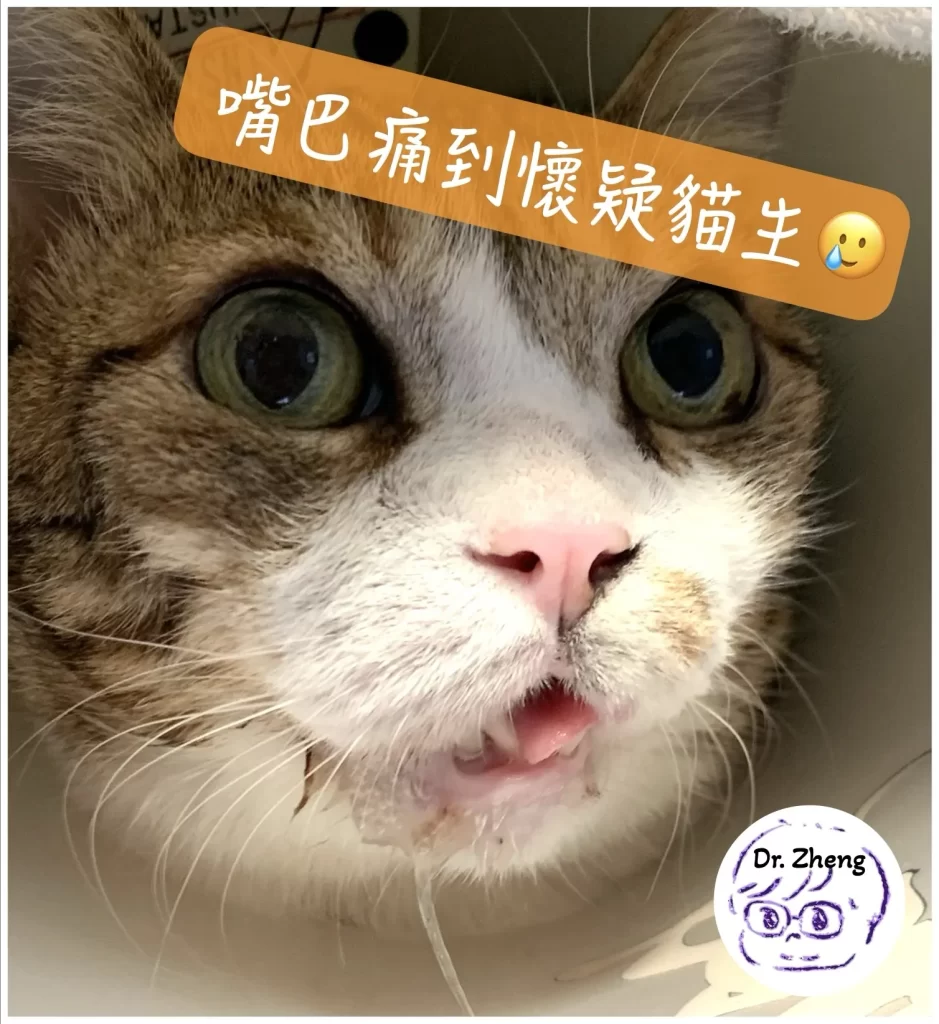 貓咪嘴痛到一直從嘴角流口水