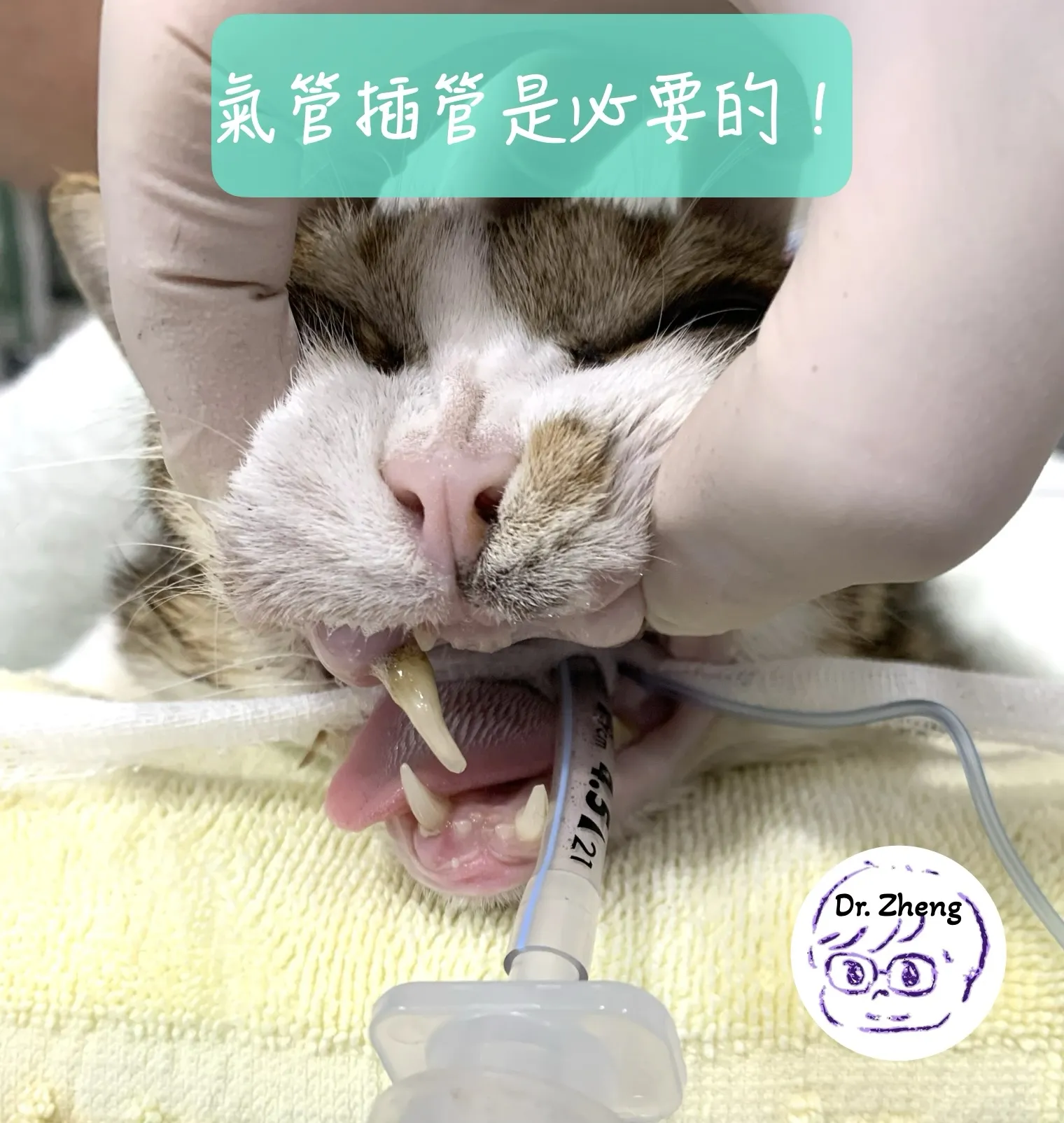 貓咪牙科氣體麻醉，插管是基本的
