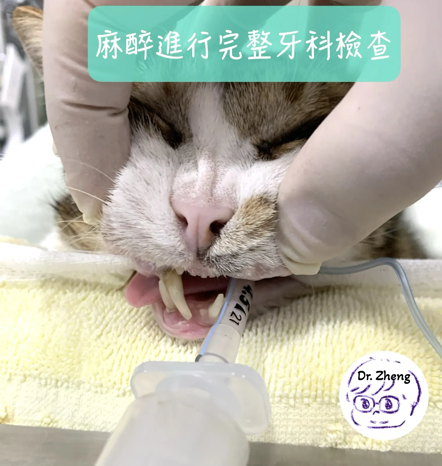 麻醉後進行完整口腔COHAT檢查