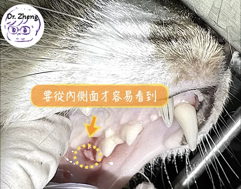從內側面也能清楚看到貓上顎最後一顆小臼齒