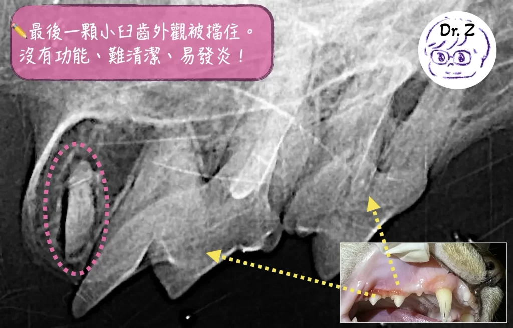 貓上顎實際外觀圖與x光比對，可以知道上顎最後一顆貓咪臼齒齒的位置