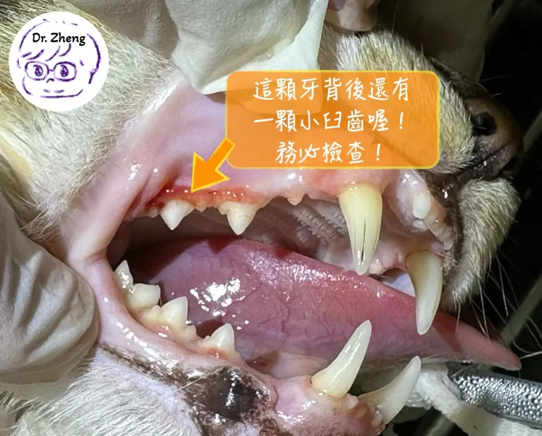 貓咪上顎外觀可以看到的那顆牙齒背後其實還有一顆喔！