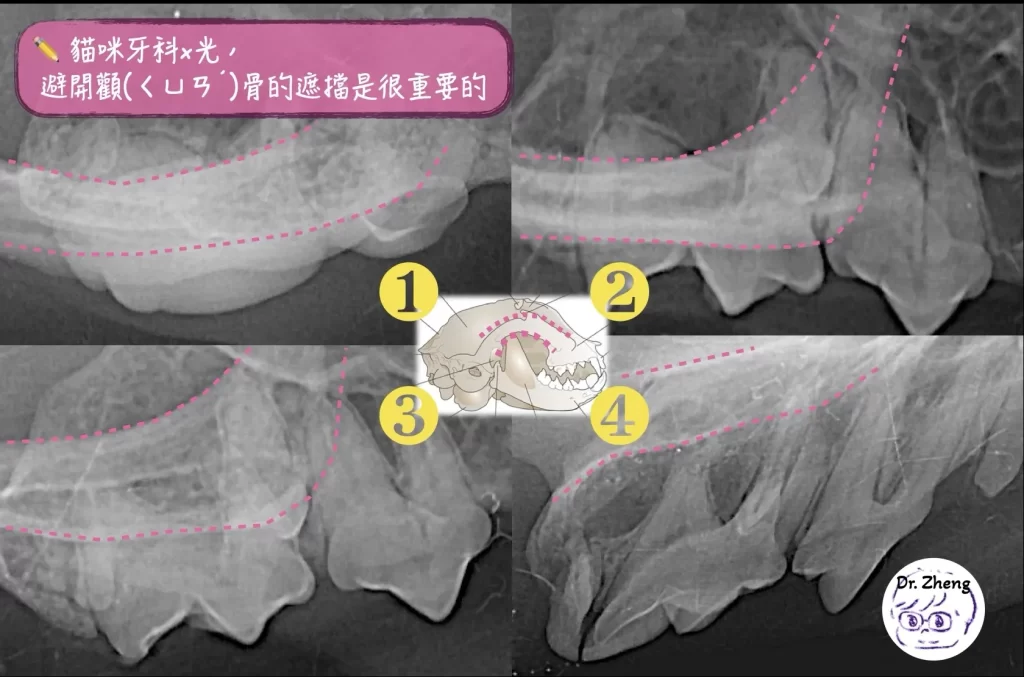 貓咪牙科x光拍攝時，上顎臼齒常會被顴骨擋住，因此要拍得好是一門技術