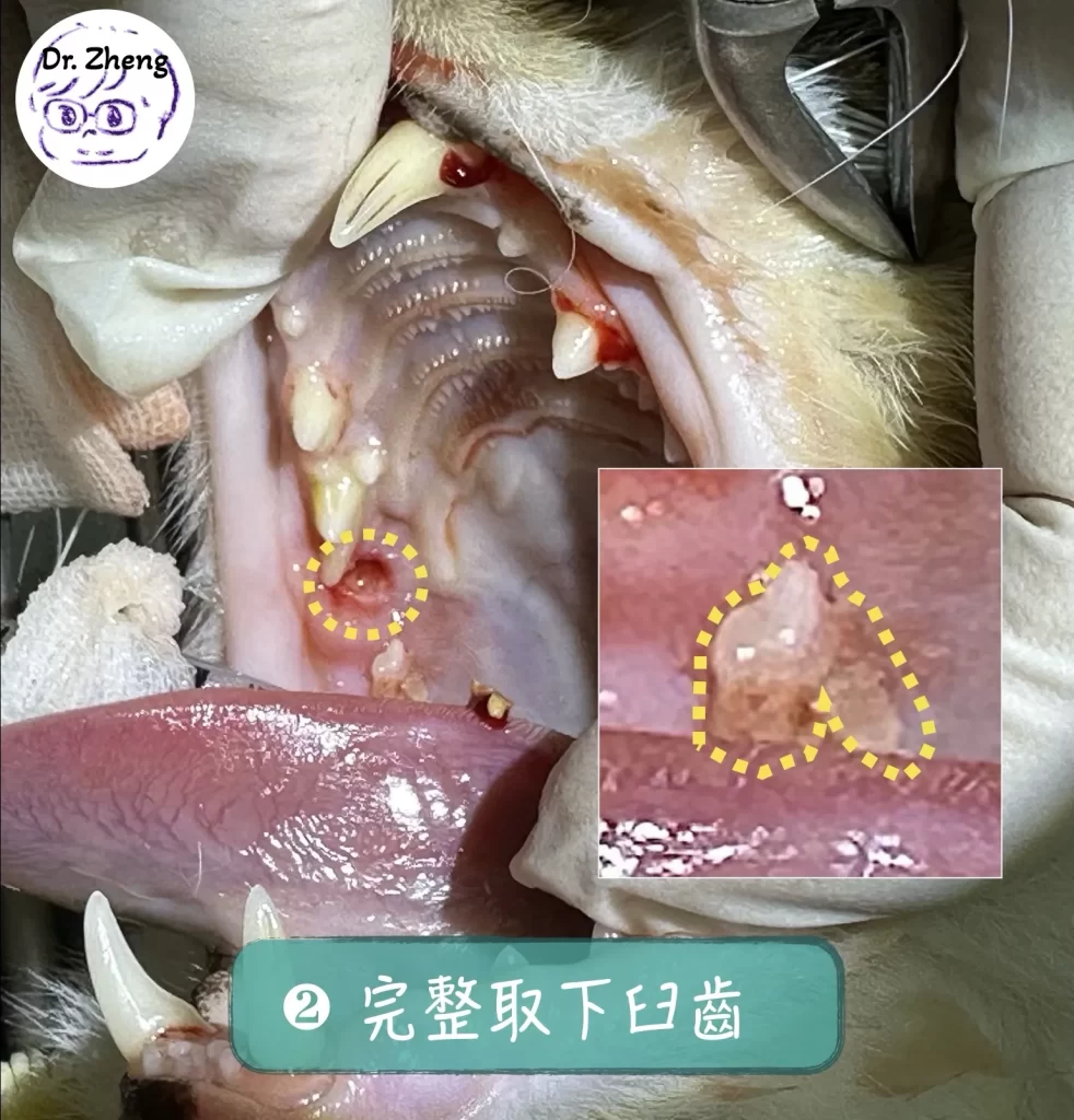 透過牙科器械精準取下貓上顎小臼齒
