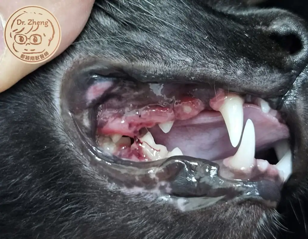 貓咪幼年期增生性牙齦炎 (Juvenile Hyperplastic Gingivitis)側面外觀