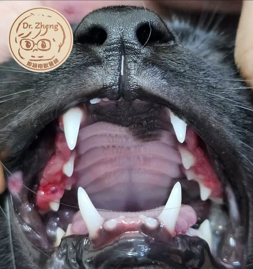 貓咪幼年期增生性牙齦炎 (Juvenile Hyperplastic Gingivitis) 正面外觀