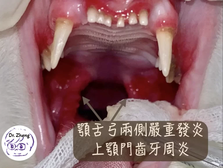貓口腔後側舌弓嚴重潰瘍與紅腫，為診斷慢性齒齦口炎的依據，為貓口炎
