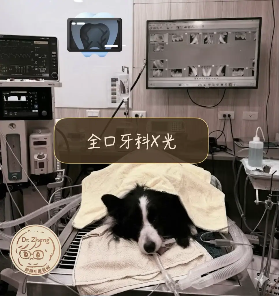在全身麻醉狀態下進行全口牙科X光拍攝，是獸醫牙科COHAT（全口口腔健康評估與治療）流程中的關鍵步驟。牙科X光能幫助獸醫師檢查牙根、齒槽骨與牙周狀況，發現肉眼看不到的牙齒病灶。 ​