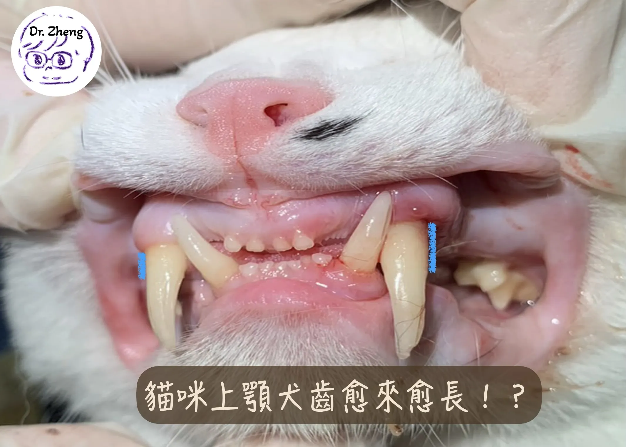 貓咪犬齒變長？其實是牙周病導致牙齒鬆動外露
