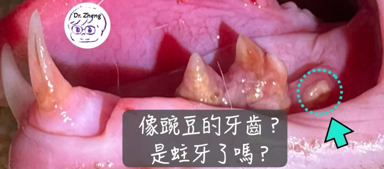 貓咪下顎臼齒殘根外觀，外型如豌豆狀，實為貓咪第1型齒吸收