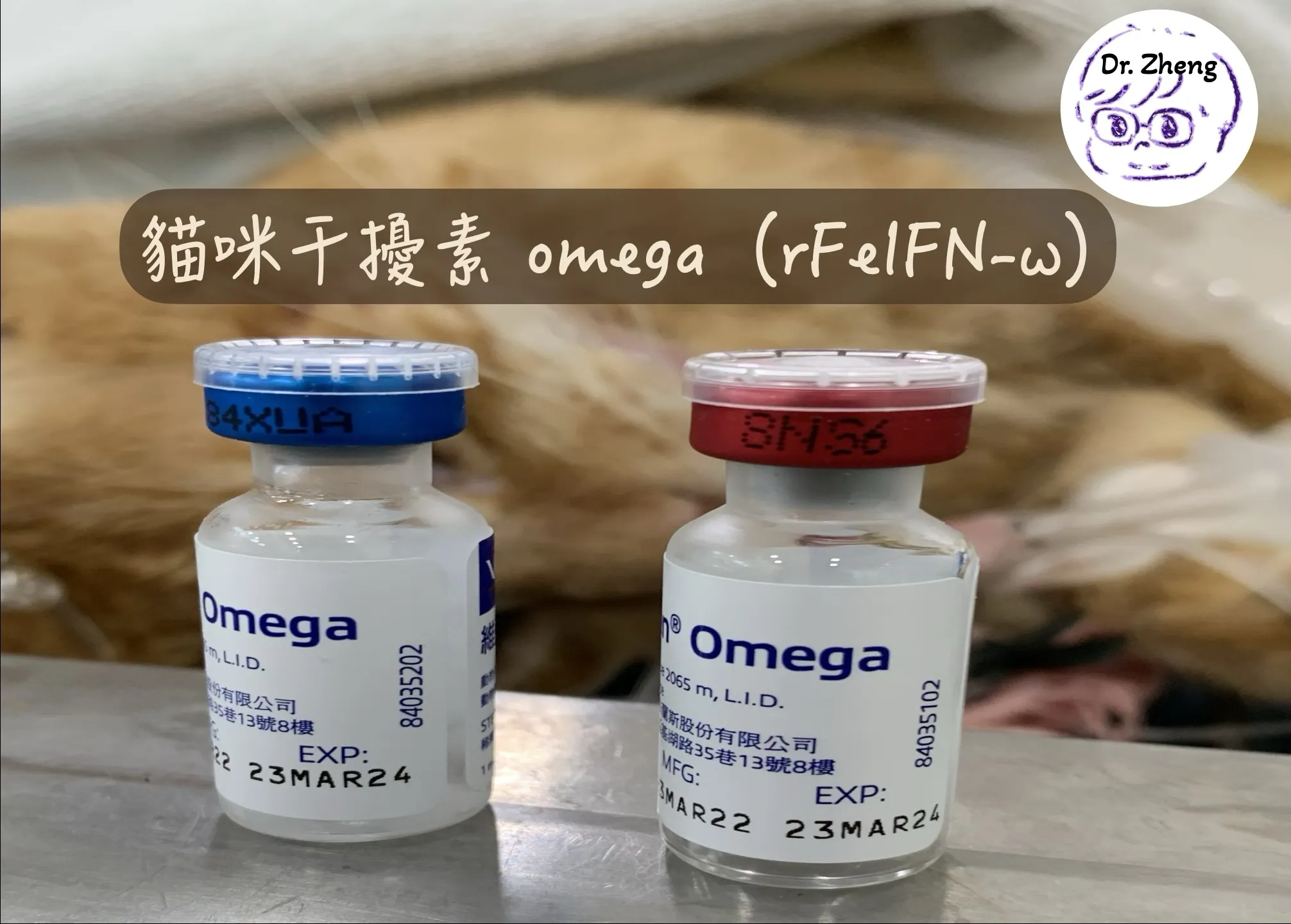 貓咪專用干擾素 omega（rFeIFN-ω）藥瓶實拍，背景為正在麻醉的口炎橘貓
