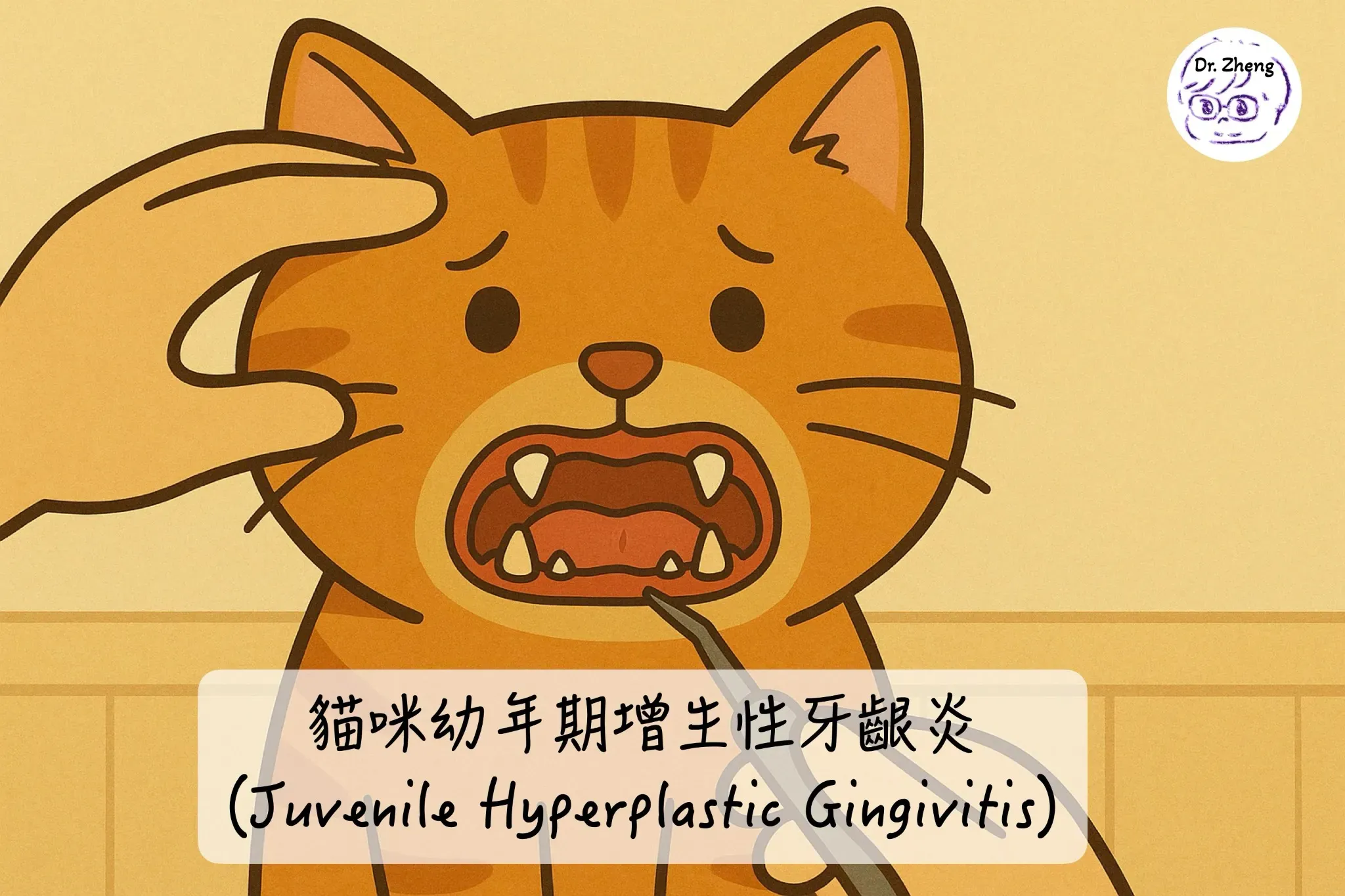 橘貓接受獸醫牙科檢查，顯示出牙齦紅腫，代表貓咪幼年期增生性牙齦炎（Juvenile Hyperplastic Gingivitis）狀況