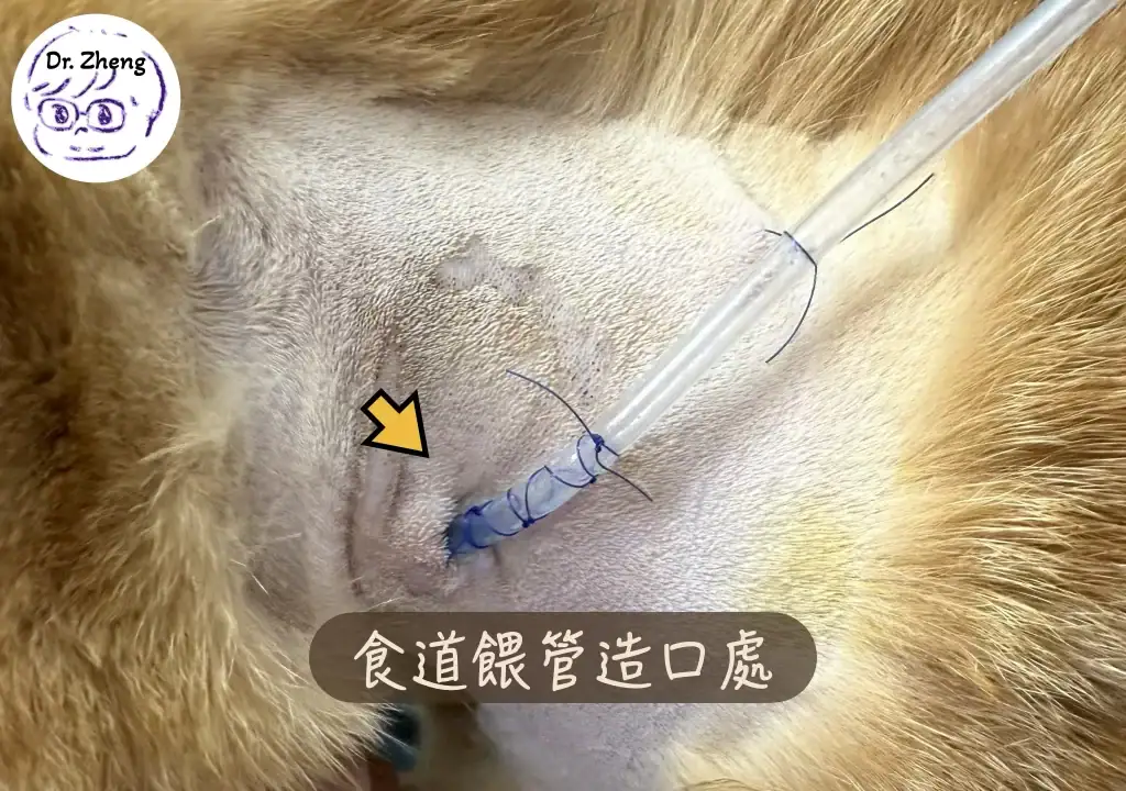 貓咪食道餵管造口處實際照片