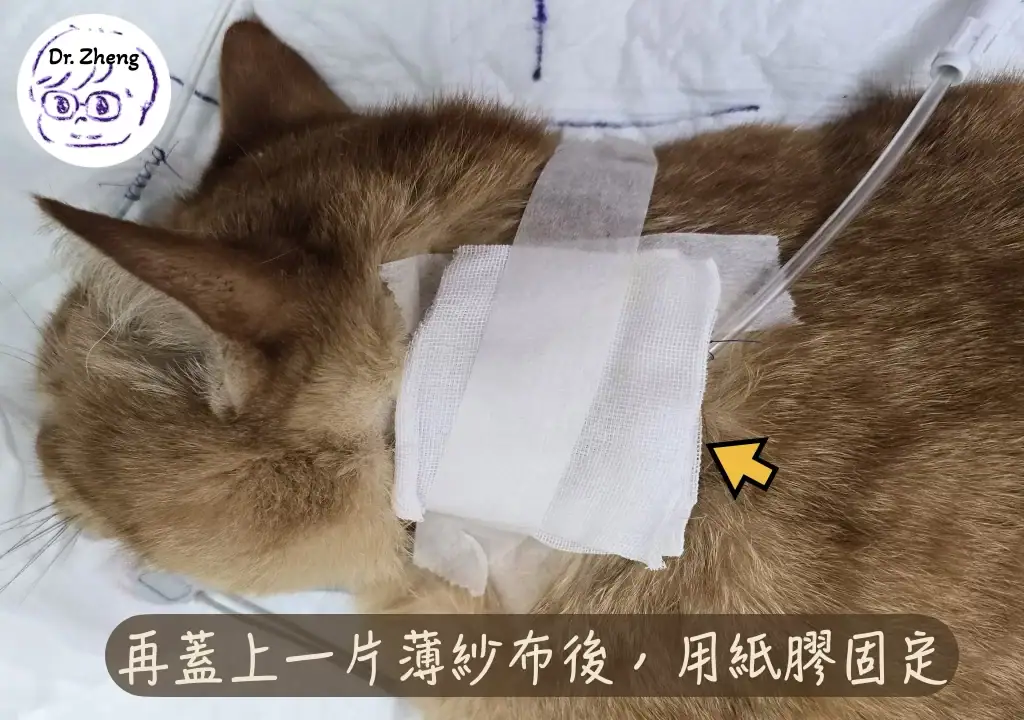 食道餵管換包紮：再用薄紗布再蓋一層