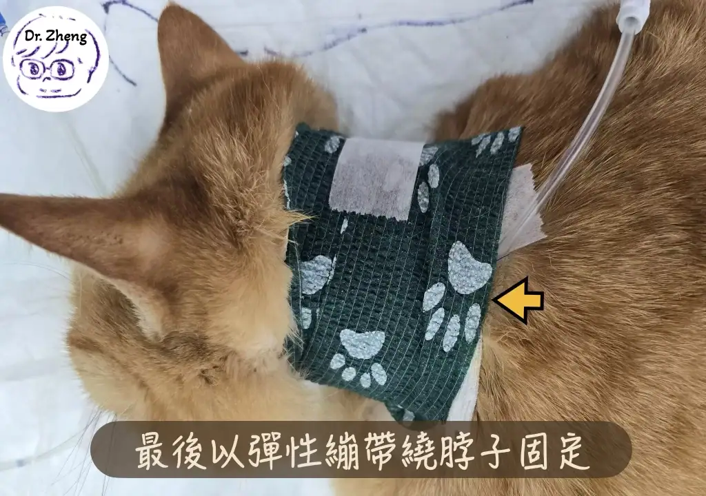 食道餵管換包紮：最後以彈性繃帶圍繞頸部固定