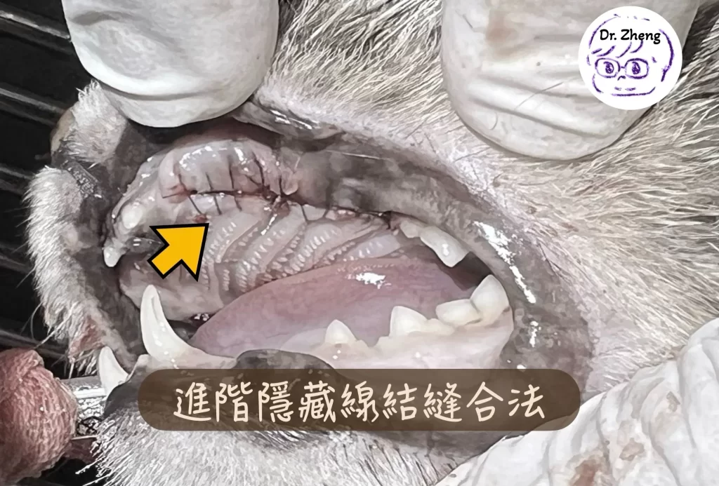 犬貓口腔拔牙手術後，使用進階隱藏線結縫合法進行無張力傷口縫合