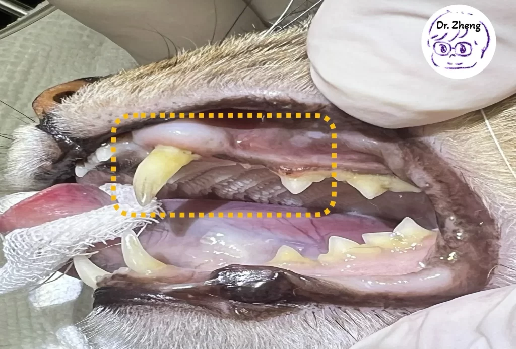 貓咪口腔上顎犬齒及齒吸收前臼齒拔牙手術後傷口情形