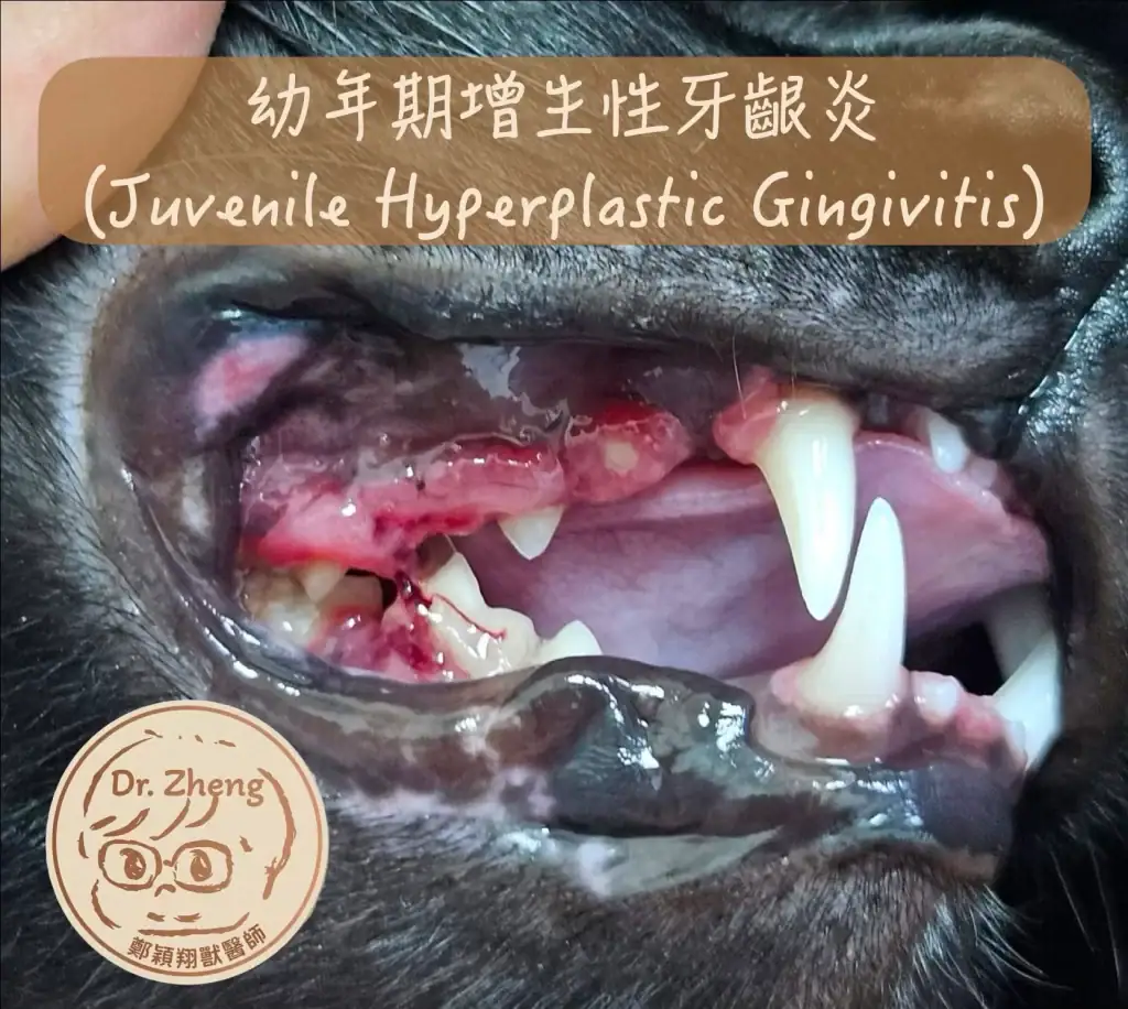 6個月大小貓患有幼年期增生性牙齦炎，可以看到牙齒幾乎被擋住且易流血