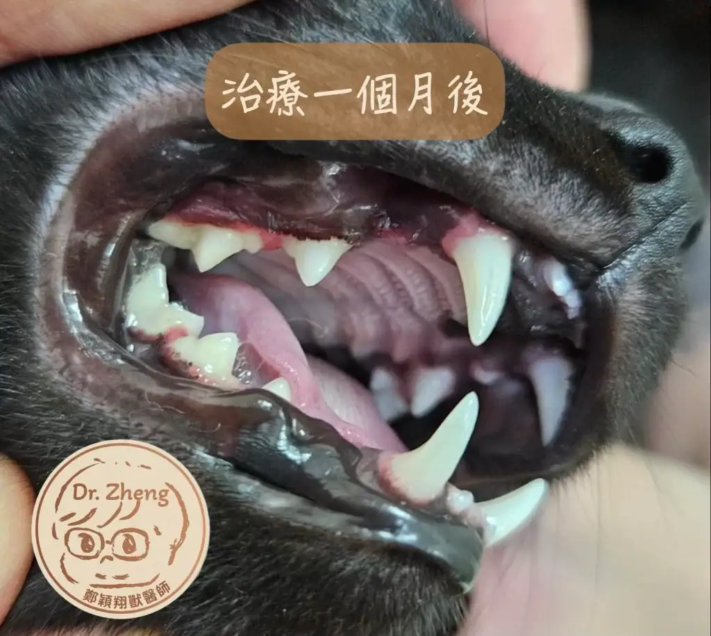 六個月大貓咪經過莫納皮拉韋治療後一個月改善明顯