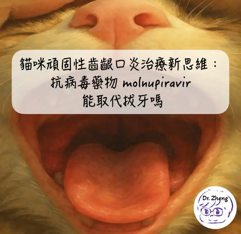 貓咪慢性齒齦口炎治療新思維：抗病毒藥物 molnupiravir 能取代拔牙嗎？4 大重點解析