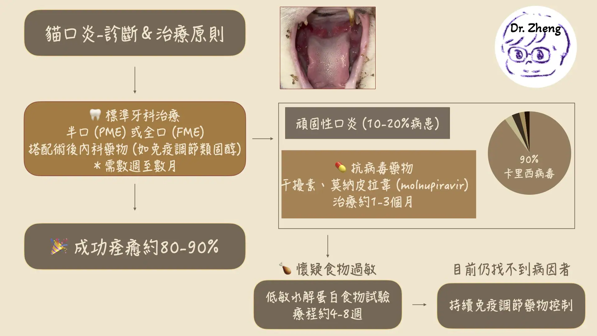 貓咪口炎診斷與治療流程圖，說明標準牙科治療的成功率、頑固性口炎與卡里西病毒的關聯，以及干擾素與 molnupiravir 等內科用藥選擇