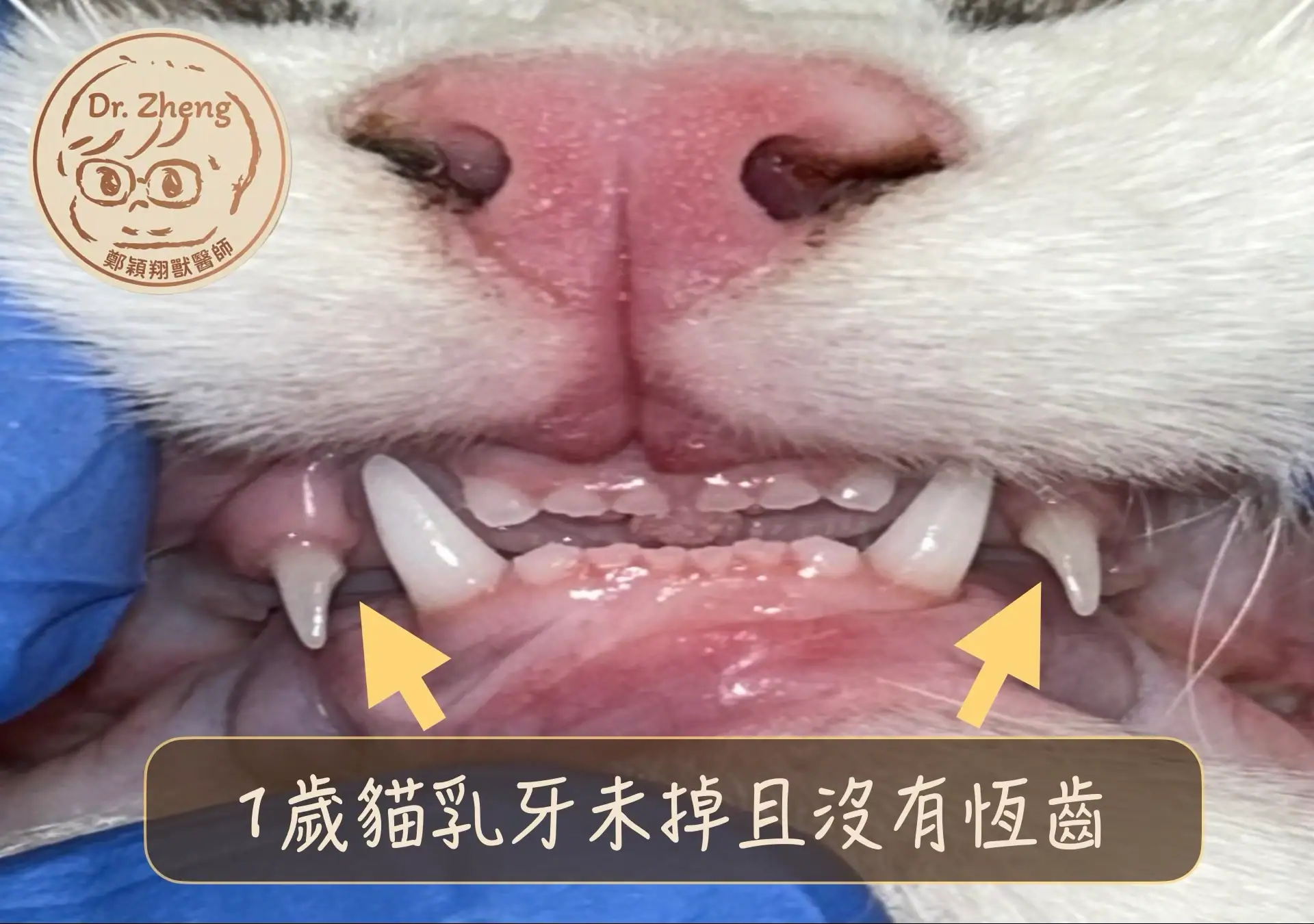 1歲貓咪上顎犬齒乳牙未掉且沒有長出恆齒，要懷疑是否有髕骨骨折與牙齒異常症候群PADS