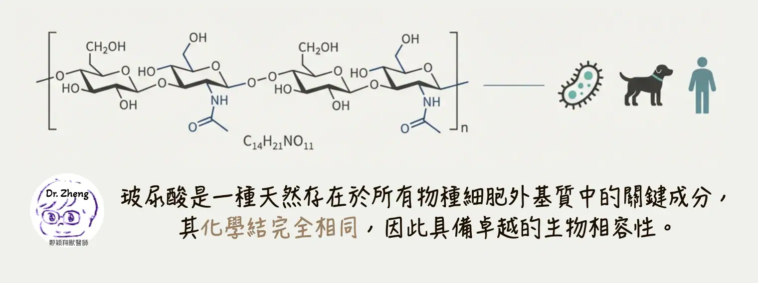 狗狗牙周病 玻尿酸治療
玻尿酸分子結構與細菌、狗狗及人類圖示，說明玻尿酸在各物種細胞外基質中的生物相容性
