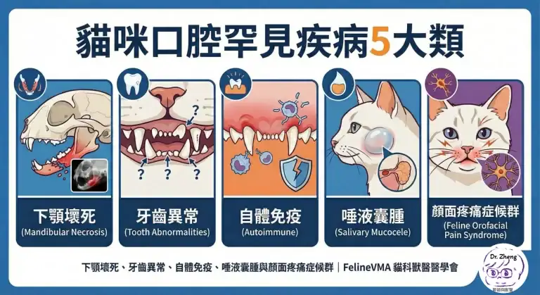 貓咪口腔罕見疾病五大類，下顎壞死、牙齒異常、自體免疫、唾液囊腫與顏面疼痛症候群
