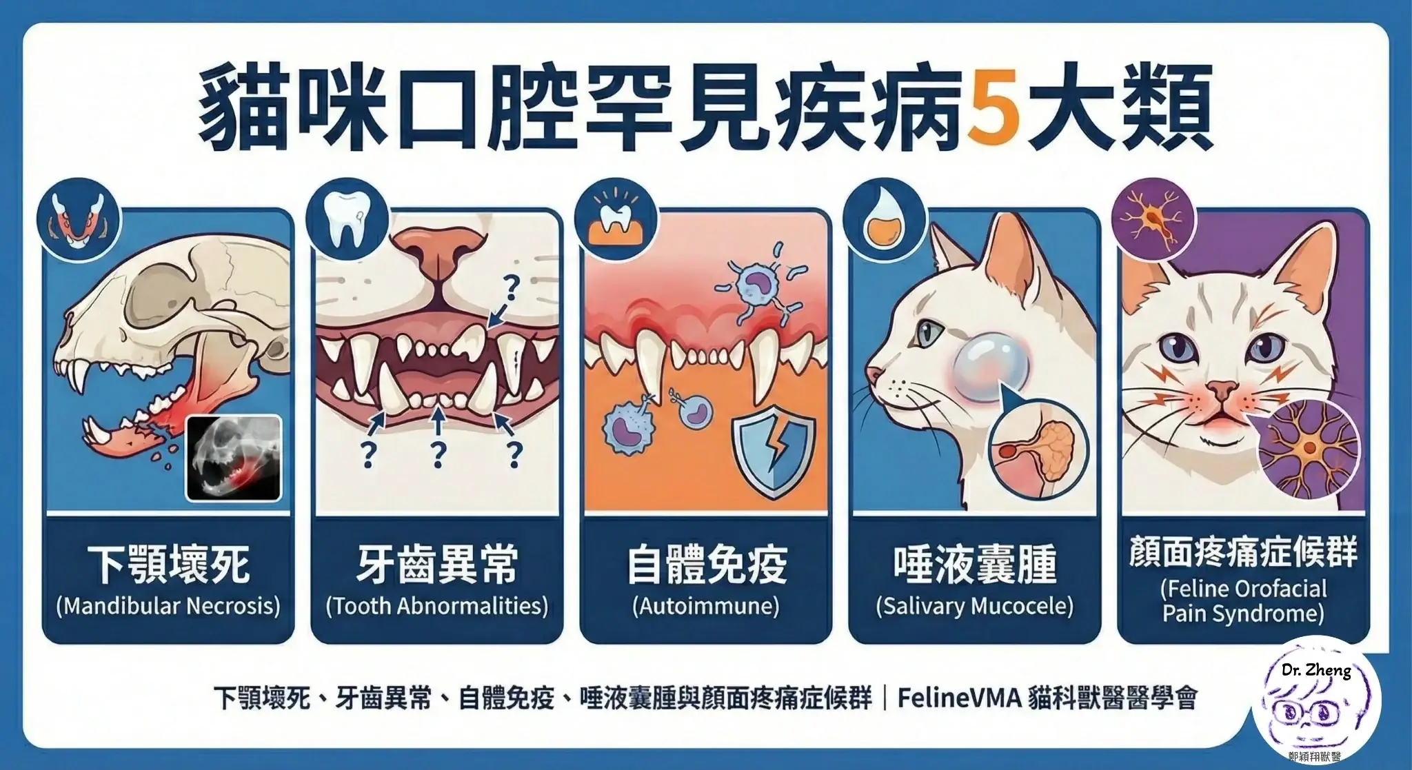 貓咪口腔罕見疾病五大類，下顎壞死、牙齒異常、自體免疫、唾液囊腫與顏面疼痛症候群