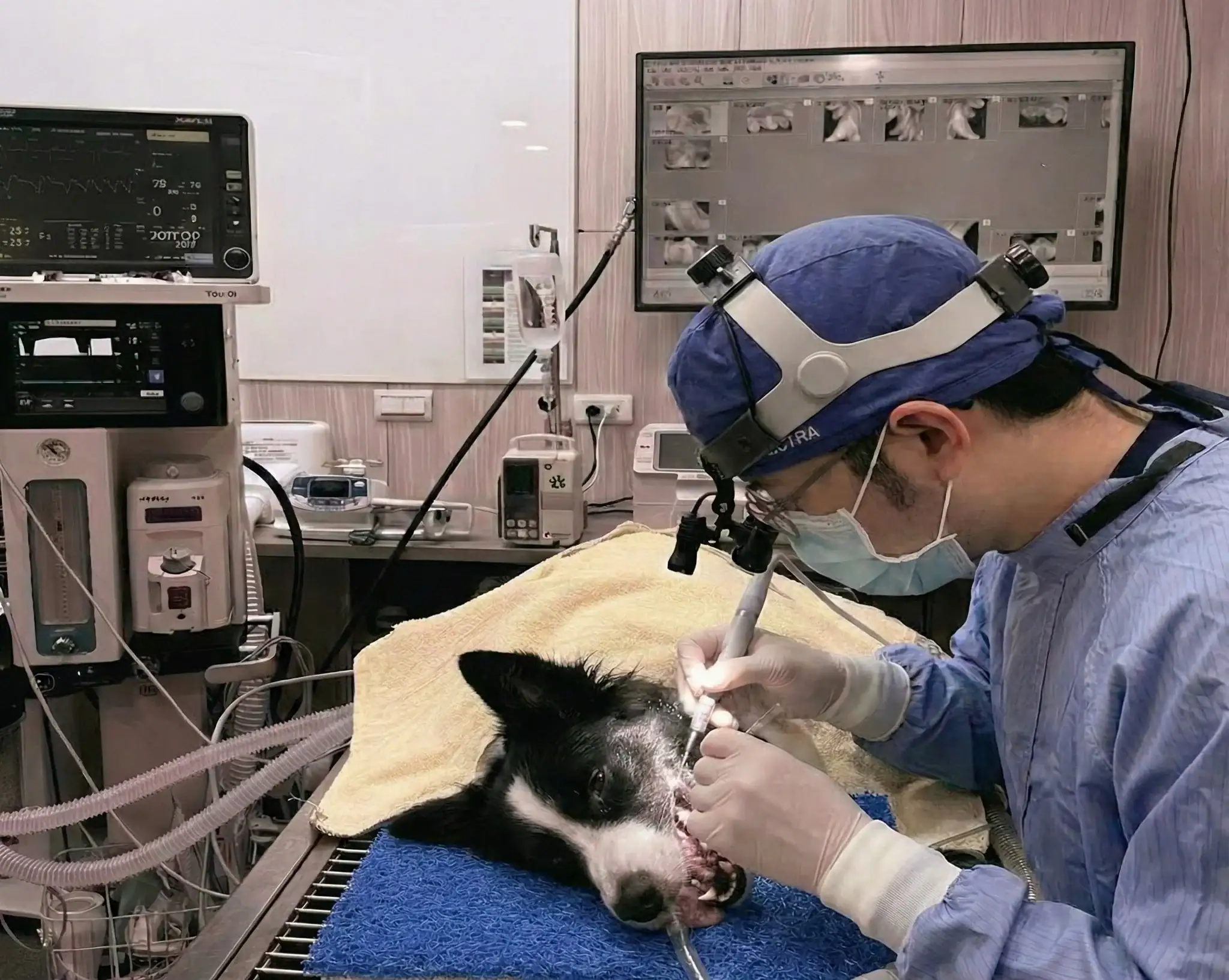 鄭穎翔獸醫師治療中