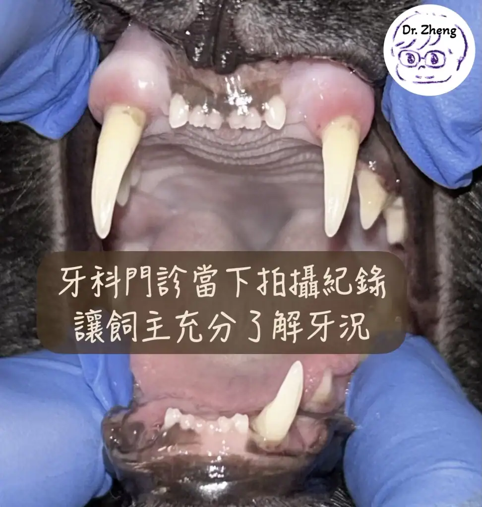 透過影像拍攝紀錄牙況，可當下跟飼主論討