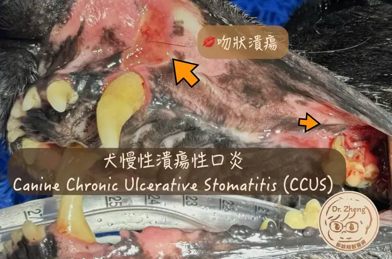 犬慢性潰瘍性口炎-CCUS-有吻狀潰瘍