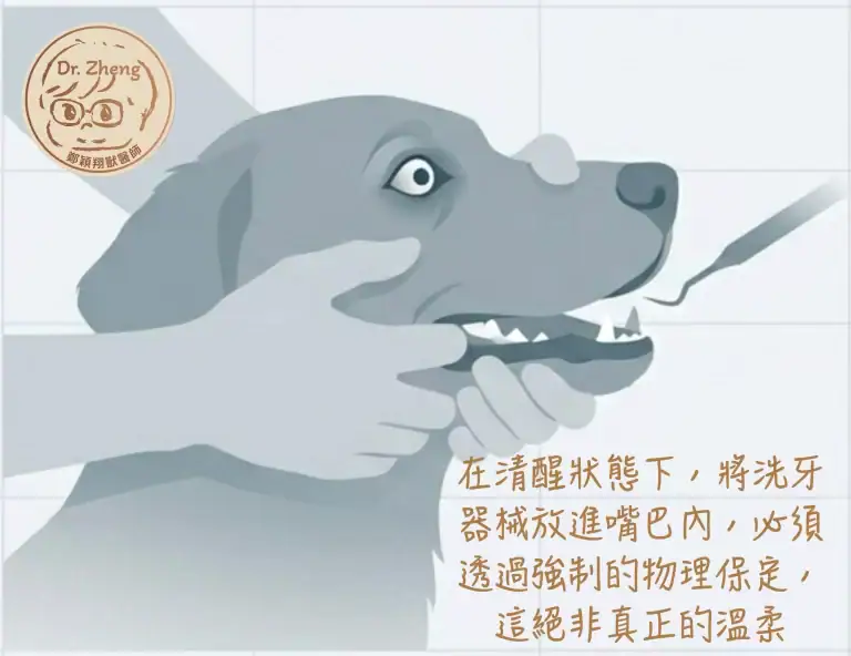 犬貓無麻醉洗牙只會造成動物非常緊迫